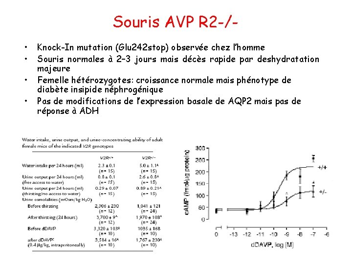 Souris AVP R 2 -/ • • Knock-In mutation (Glu 242 stop) observée chez