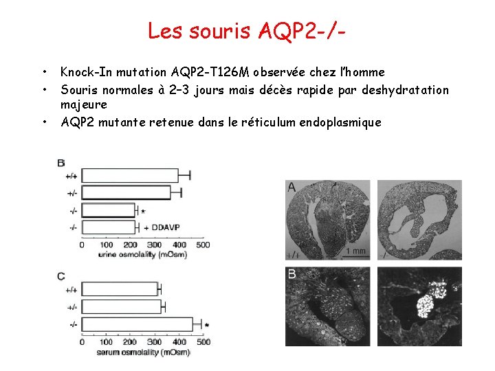 Les souris AQP 2 -/ • • • Knock-In mutation AQP 2 -T 126