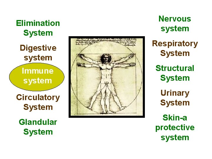 Elimination System Digestive system Immune system System Circulatory System Glandular System Nervous system Respiratory