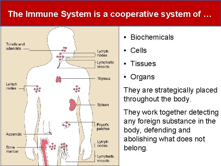 The Immune System is a cooperative system of … • Biochemicals • Cells •