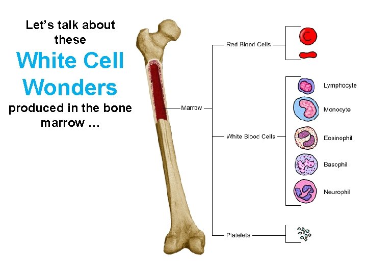 Let’s talk about these White Cell Wonders produced in the bone marrow … 