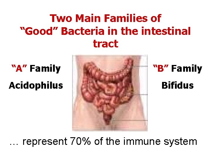 Two Main Families of “Good” Bacteria in the intestinal tract “A” Family “B” Family