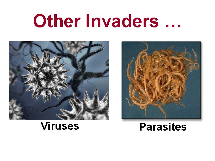 Other Invaders … Viruses Parasites 