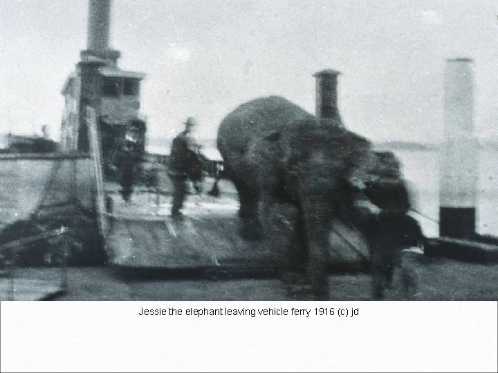 Jessie the elephant leaving vehicle ferry 1916 (c) jd 