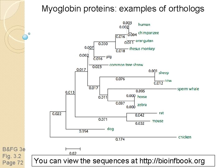 Myoglobin proteins: examples of orthologs B&FG 3 e Fig. 3. 2 Page 72 You
