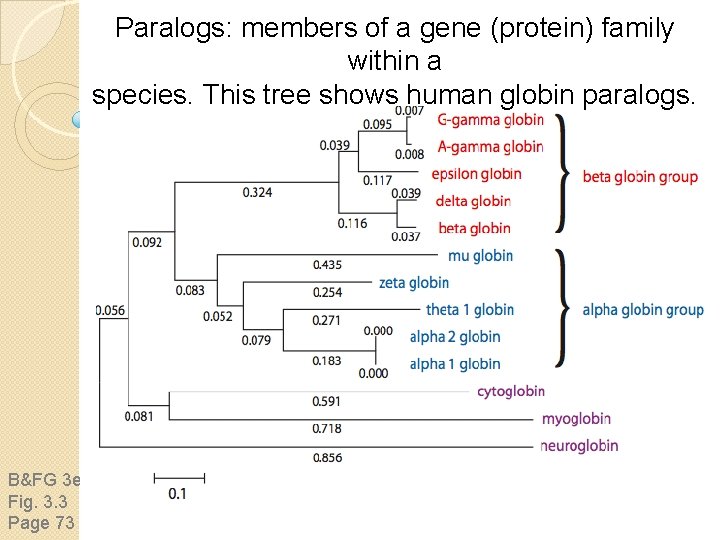 Paralogs: members of a gene (protein) family within a species. This tree shows human