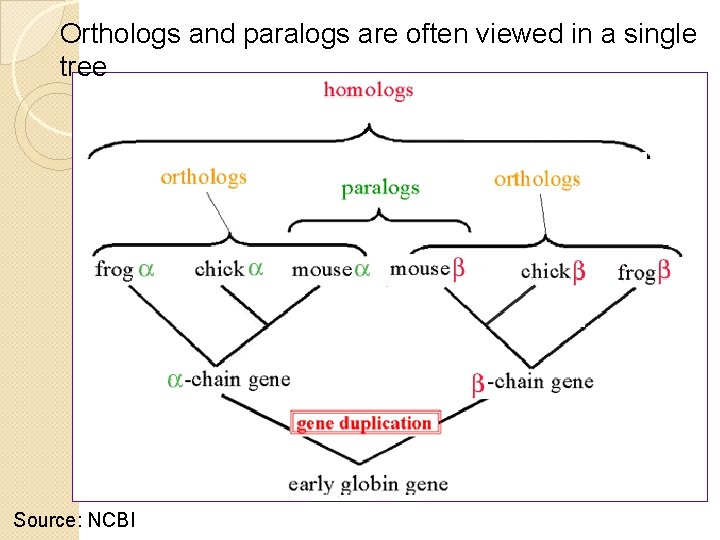 Orthologs and paralogs are often viewed in a single tree Source: NCBI 