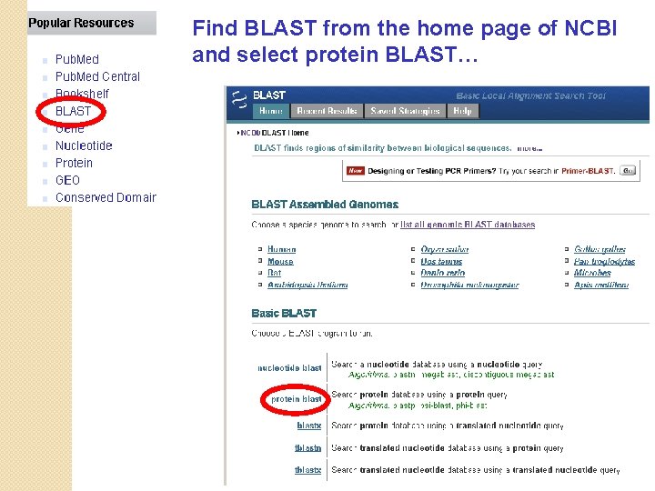 Find BLAST from the home page of NCBI and select protein BLAST… 