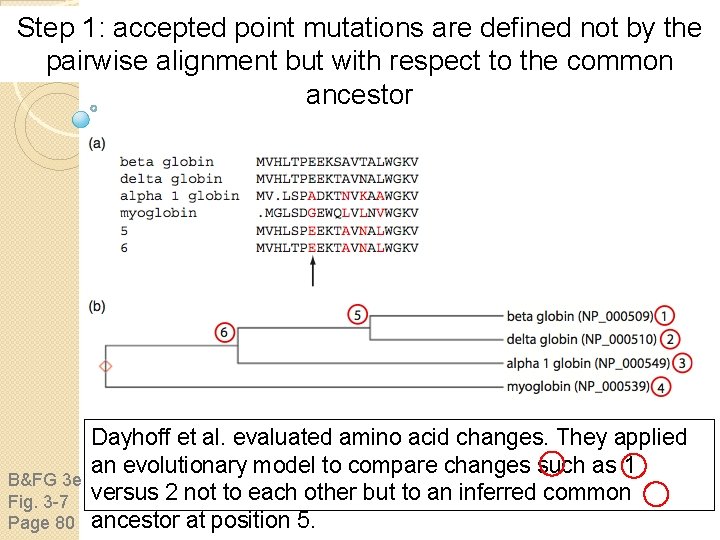 Step 1: accepted point mutations are defined not by the pairwise alignment but with