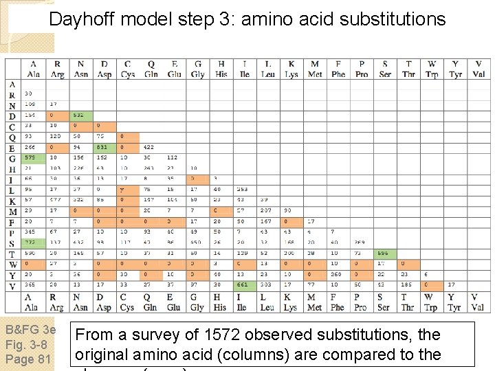 Dayhoff model step 3: amino acid substitutions B&FG 3 e Fig. 3 -8 Page