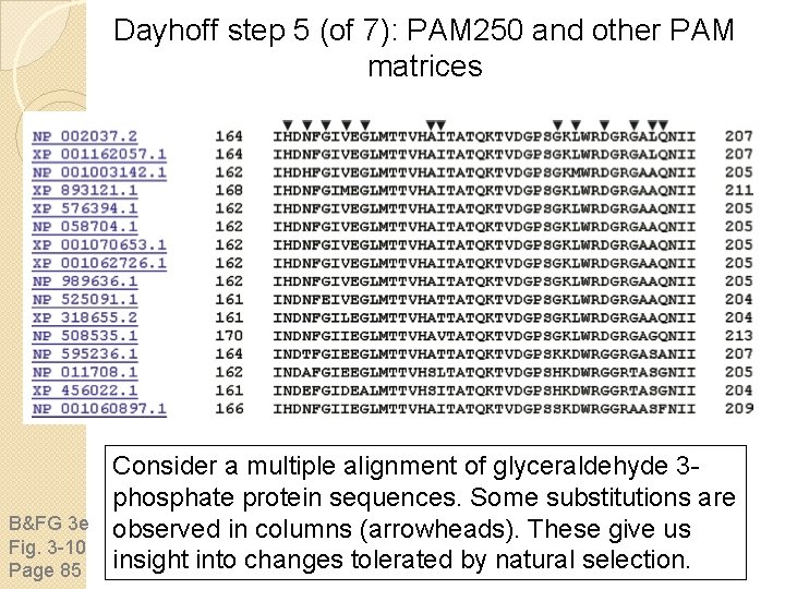 Dayhoff step 5 (of 7): PAM 250 and other PAM matrices B&FG 3 e