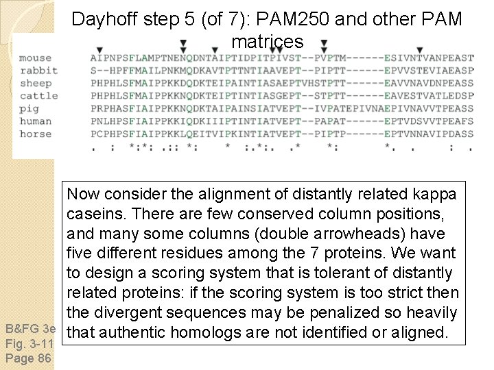 Dayhoff step 5 (of 7): PAM 250 and other PAM matrices B&FG 3 e