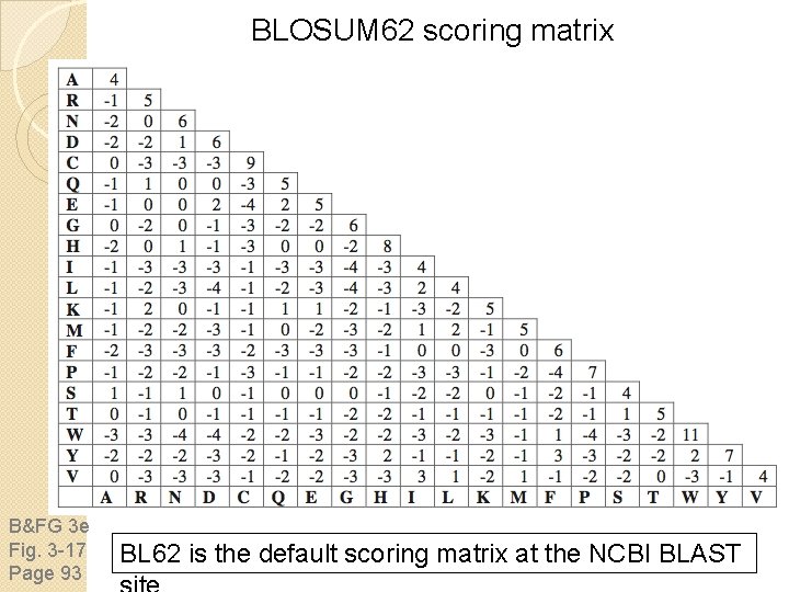 BLOSUM 62 scoring matrix B&FG 3 e Fig. 3 -17 Page 93 BL 62