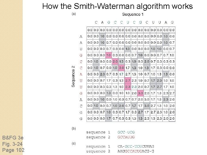 How the Smith-Waterman algorithm works B&FG 3 e Fig. 3 -24 Page 102 