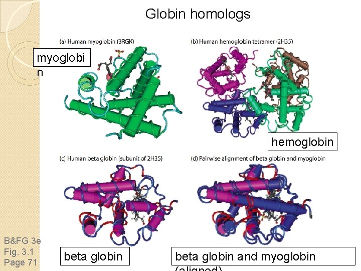 Globin homologs myoglobi n hemoglobin B&FG 3 e Fig. 3. 1 Page 71 beta