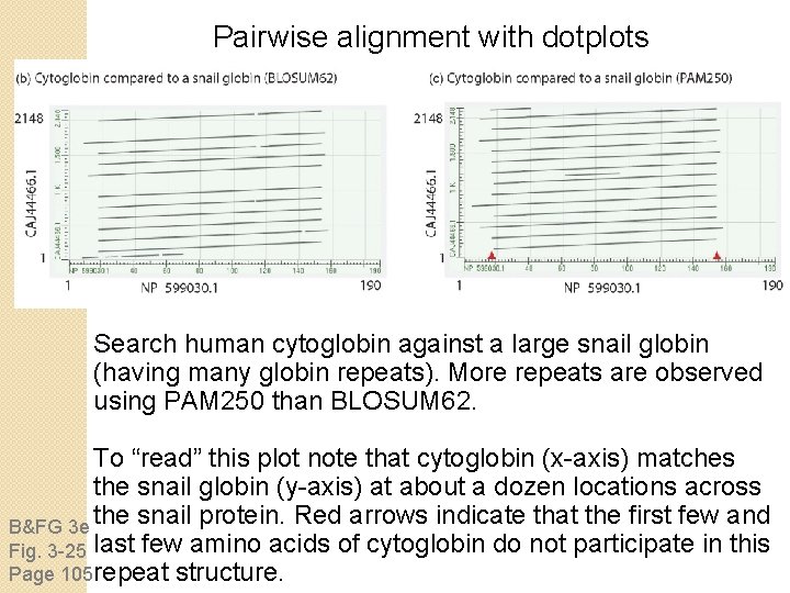 Pairwise alignment with dotplots Search human cytoglobin against a large snail globin (having many