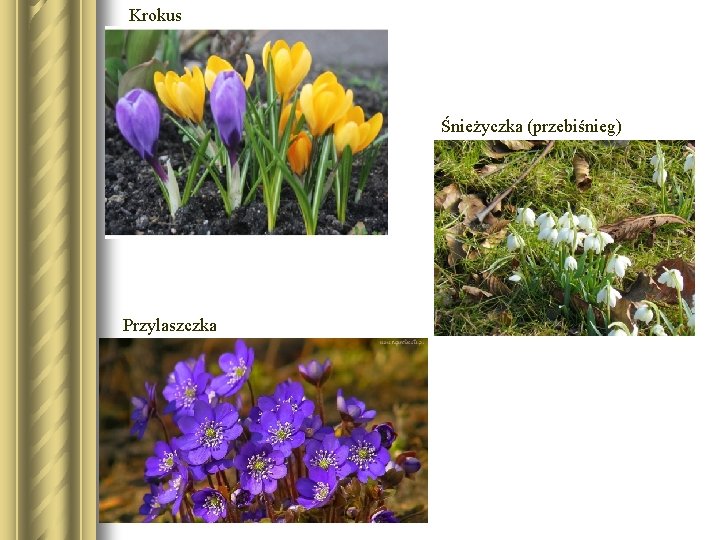 Krokus Śnieżyczka (przebiśnieg) Przylaszczka 