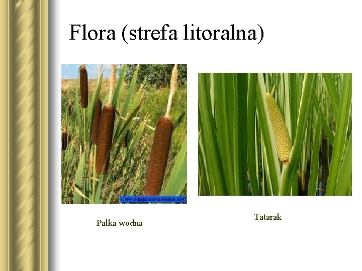 Flora (strefa litoralna) Pałka wodna Tatarak 