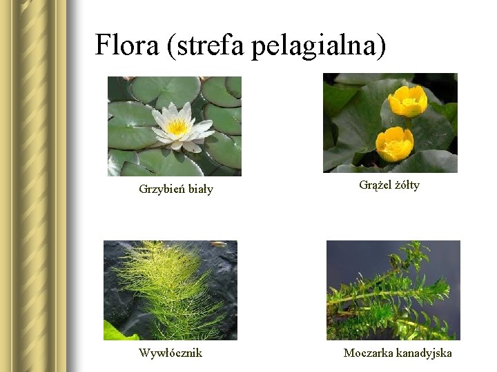 Flora (strefa pelagialna) Grzybień biały Wywłócznik Grążel żółty Moczarka kanadyjska 