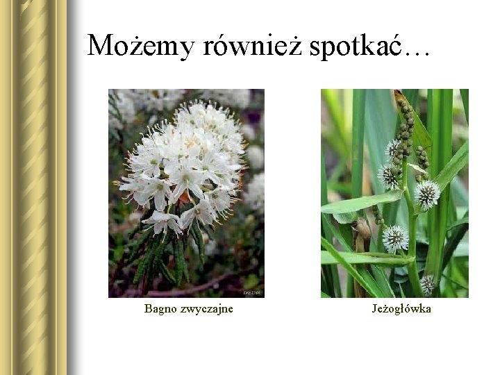 Możemy również spotkać… Bagno zwyczajne Jeżogłówka 