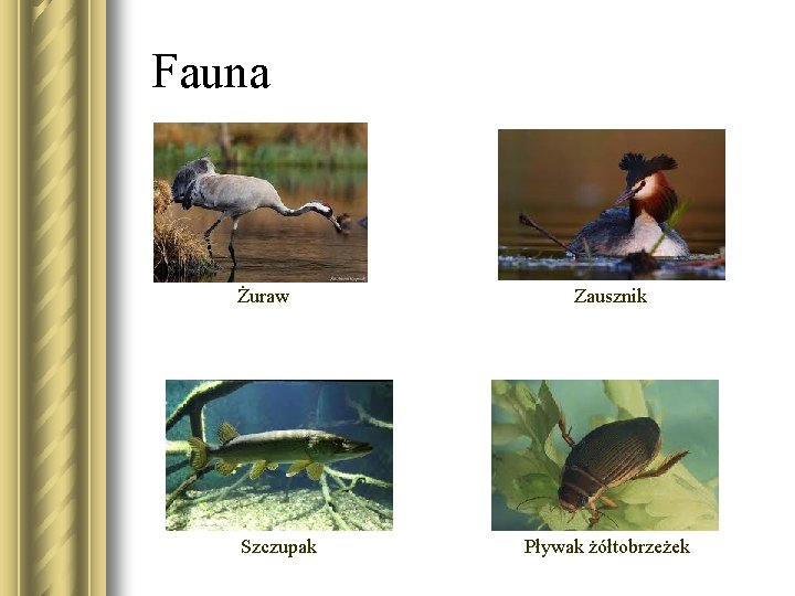 Fauna Żuraw Szczupak Zausznik Pływak żółtobrzeżek 