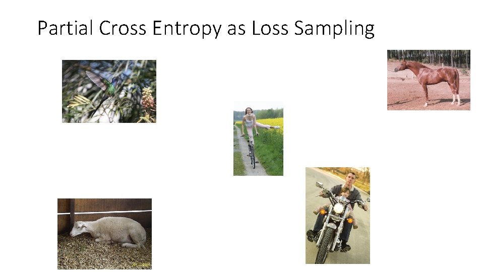 Partial Cross Entropy as Loss Sampling Partial Cross Entropy as Loss Sampling