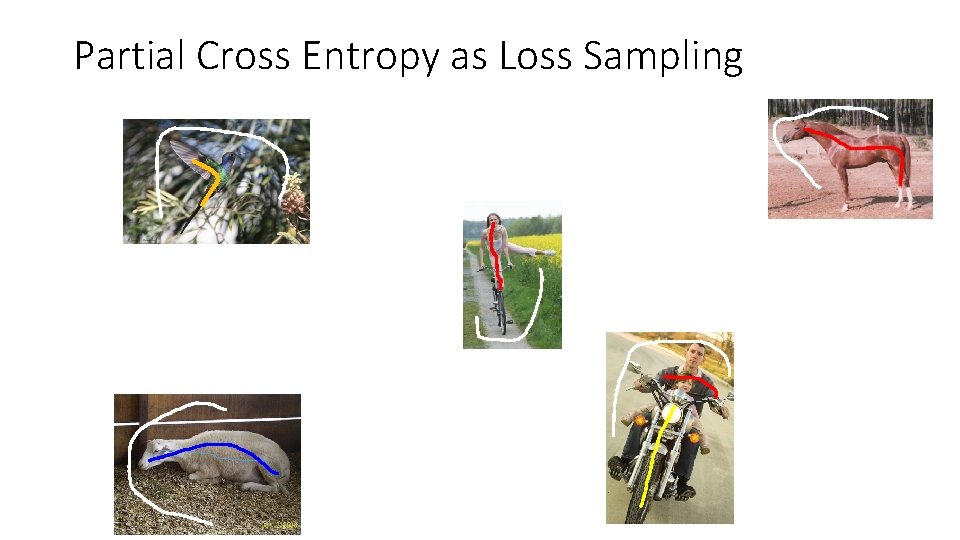 Partial Cross Entropy as Loss Sampling Partial Cross Entropy as Loss Sampling