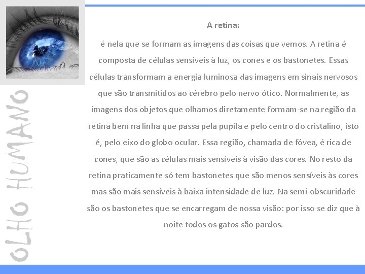A retina: é nela que se formam as imagens das coisas que vemos. A