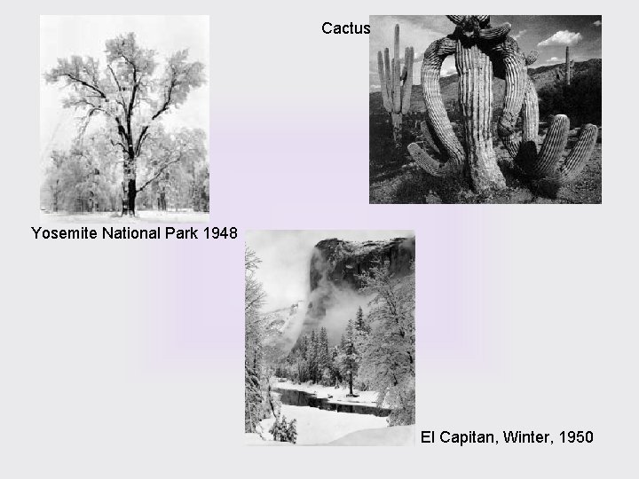 Cactus Yosemite National Park 1948 El Capitan, Winter, 1950 