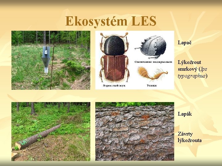 Ekosystém LES Lapač Lýkožrout smrkový (Ips typographus) Lapák Závrty lýkožrouta 