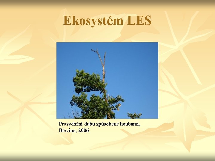 Ekosystém LES Prosychání dubu způsobené houbami, Březina, 2006 