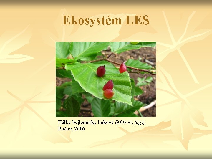 Ekosystém LES Hálky bejlomorky bukové (Mikiola fagi), Ročov, 2006 