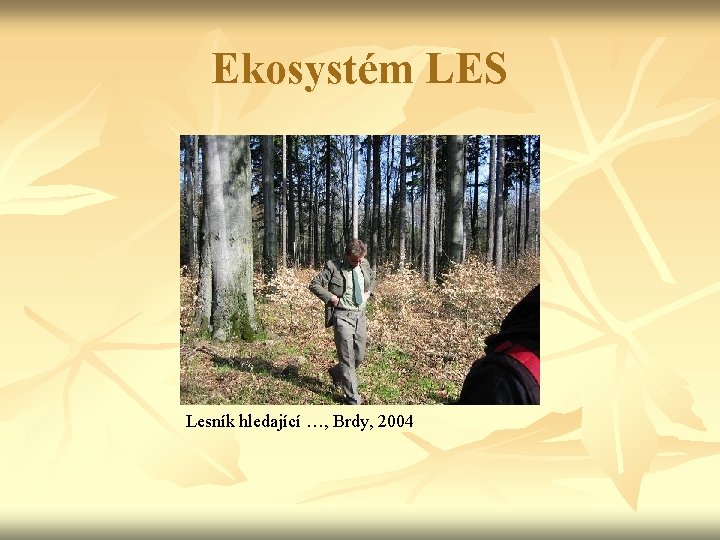 Ekosystém LES Lesník hledající …, Brdy, 2004 