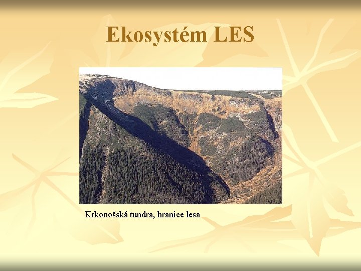 Ekosystém LES Krkonošská tundra, hranice lesa 