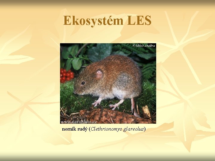 Ekosystém LES norník rudý (Clethrionomys glareolus) 