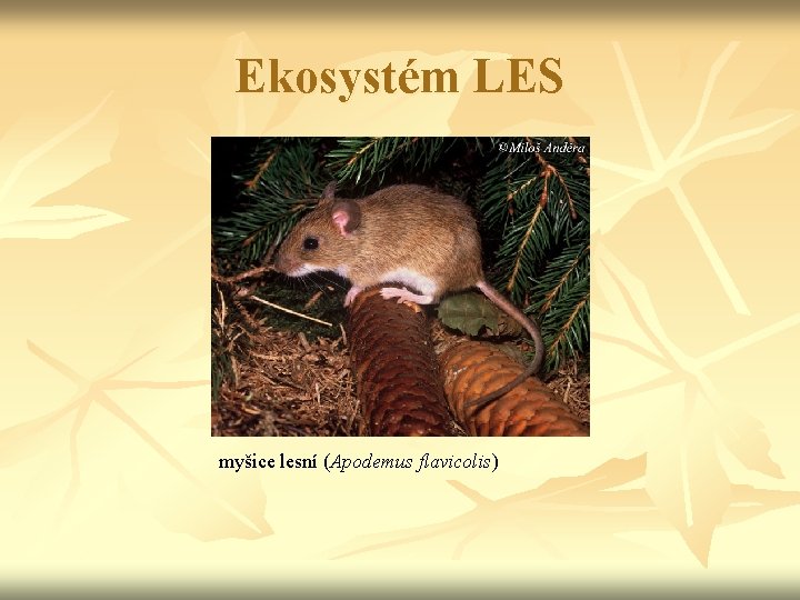 Ekosystém LES myšice lesní (Apodemus flavicolis) 