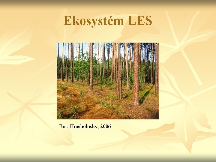 Ekosystém LES Bor, Hracholusky, 2006 
