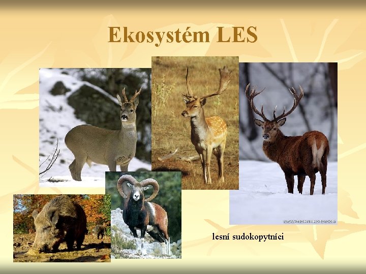 Ekosystém LES lesní sudokopytníci 