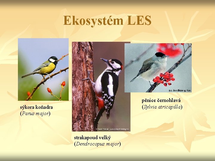 Ekosystém LES pěnice černohlavá (Sylvia atricapilla) sýkora koňadra (Parus major) strakapoud velký (Dendrocopus major)