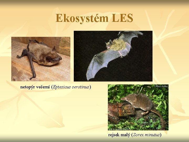 Ekosystém LES netopýr večerní (Eptesicus serotinus) rejsek malý (Sorex minutus) 