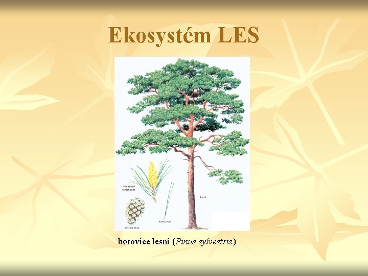 Ekosystém LES borovice lesní (Pinus sylvestris) 
