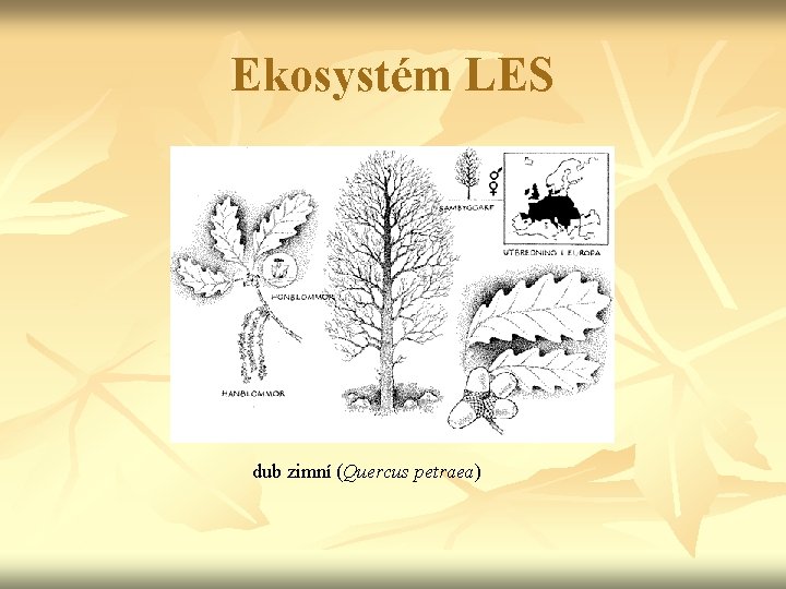 Ekosystém LES dub zimní (Quercus petraea) 