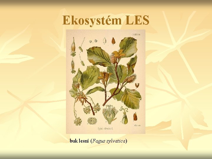 Ekosystém LES buk lesní (Fagus sylvatica) 