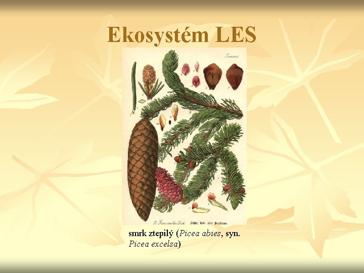 Ekosystém LES smrk ztepilý (Picea abies, syn. Picea excelsa) 