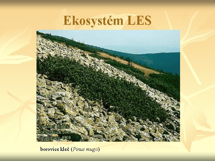 Ekosystém LES borovice kleč (Pinus mugo) 