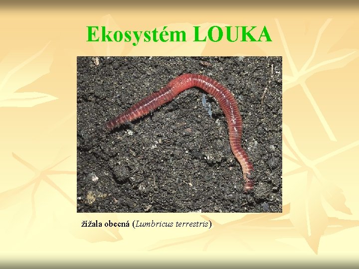 Ekosystém LOUKA žížala obecná (Lumbricus terrestris) 