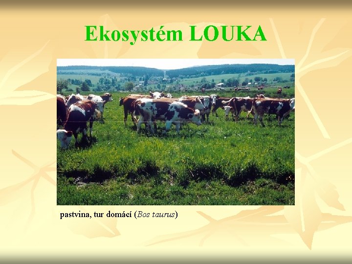 Ekosystém LOUKA pastvina, tur domácí (Bos taurus) 