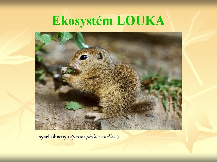 Ekosystém LOUKA sysel obecný (Spermophilus citellus) 