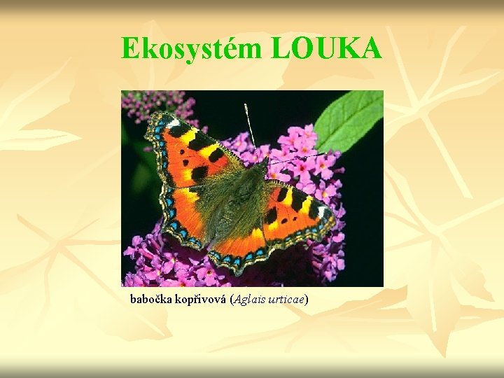 Ekosystém LOUKA babočka kopřivová (Aglais urticae) 