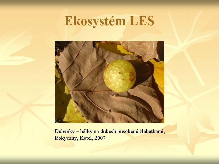 Ekosystém LES Duběnky – hálky na dubech působené žlabatkami, Rokycany, Kotel, 2007 